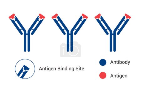 Ilustración de The Basic structure of antibodies, biology Chart (en inglés). El fragmento variable Fab: fragmento de dominio de unión al antígeno; Fc: Fragmento de dominio cristalizado - Imagen libre de derechos