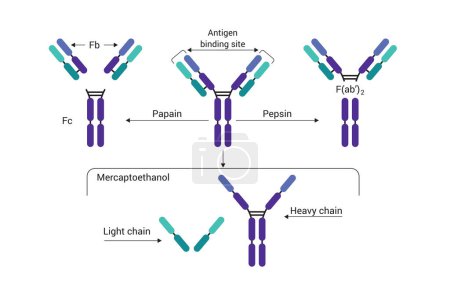 Illustration for Antibody structure of immunoglobulin with enzymes papain and pepsin, basic structure of an antibody, showing the light chains and heavy chains, the antigen binding site. vector illustration icon - Royalty Free Image