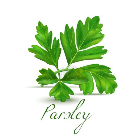 Illustration for Parsley Leaves. Realistic  Plant for Labels of Cosmetic Skin Care Product Design Food Package. Vector Isolated Illustration - Royalty Free Image