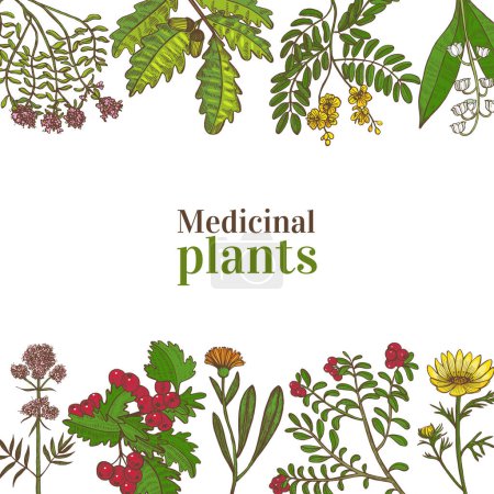 Téléchargez les photos : Modèle coloré avec des plantes médicinales. Composition florale dans un style dessiné à la main pour les bannières Affiches Design de surface Cosmétique. Illustration vectorielle - en image libre de droit
