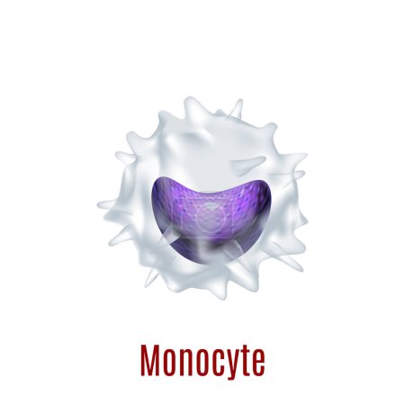 Illustration for Monocyte. White Blood Cell in Realistic Style for for Medical Center and Laboratory Fliers Banners Posters Ad Web Pages. Vector Illustration - Royalty Free Image