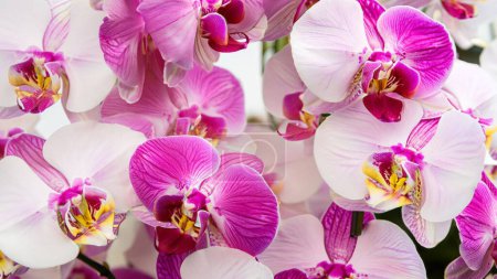 Photo for Orchid beautiful flower backdrop - Royalty Free Image