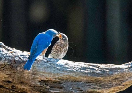 Foto de Male Bluebird helps feed his babies mealworms. - Imagen libre de derechos