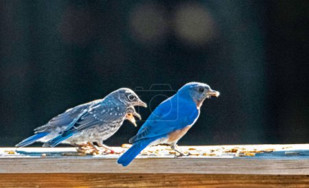 Foto de Male Bluebird trying to feed two of his fledglings mealworms. - Imagen libre de derechos