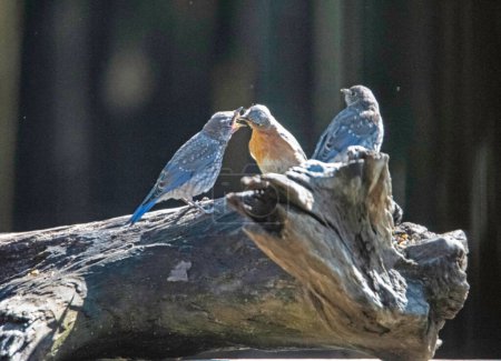Foto de Female Bluebird feeding baby while male Bluebird looks around. - Imagen libre de derechos
