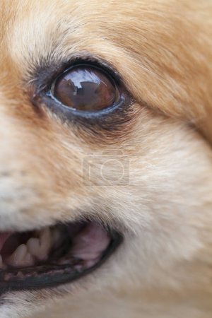 Téléchargez les photos : Gros plan de l "œil de chien - en image libre de droit