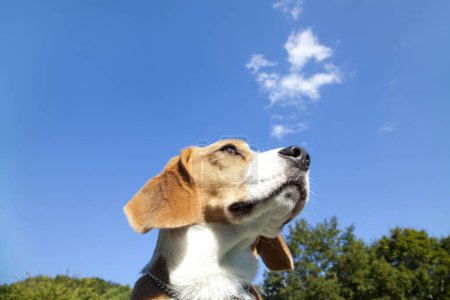Foto de Beagle sobre fondo de hierba verde - Imagen libre de derechos
