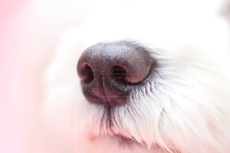 Photo for Close up view of dog muzzle with white fur - Royalty Free Image