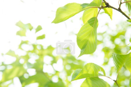 Photo for Green trees in summer park. Floral background - Royalty Free Image