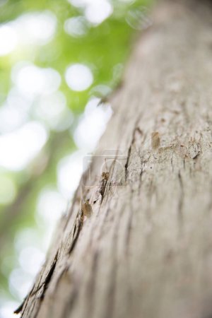 Photo for Close - up of a tree trunk with blurred background - Royalty Free Image