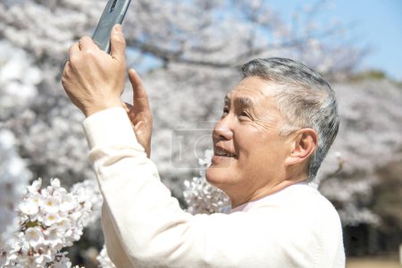 Photo for Senior Japanese man using smartphone during walking in park with blossoming trees - Royalty Free Image