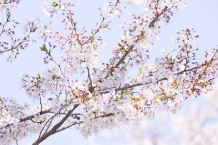 Téléchargez les photos : Gros plan de branches de sakura avec des fleurs - en image libre de droit