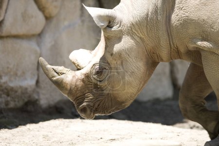 Téléchargez les photos : Rhinocéros blanc dans le zoo - en image libre de droit