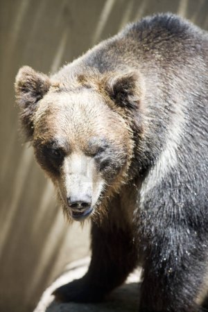 Téléchargez les photos : Portrait rapproché d'un ours brun dans la forêt. - en image libre de droit