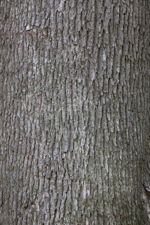 Foto de Textura de la corteza del árbol de cerca - Imagen libre de derechos