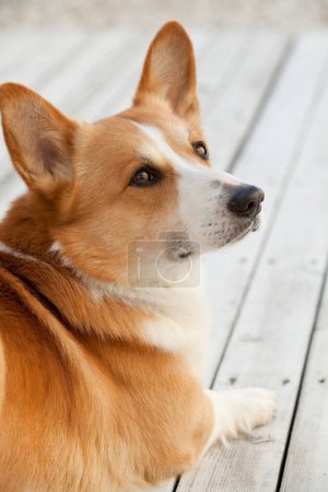 Téléchargez les photos : Portrait de chien corgi gallois sur sol en bois - en image libre de droit