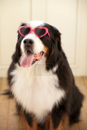 Téléchargez les photos : Portrait rapproché de mignon chien de montagne bernois avec des lunettes de soleil en forme de coeur - en image libre de droit