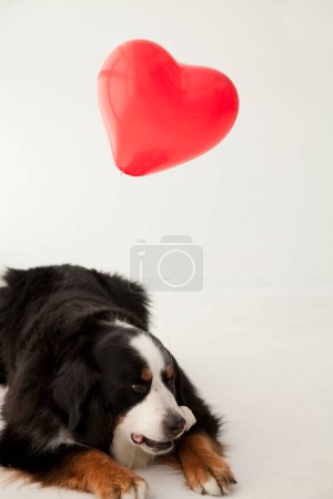 Foto de Primer plano retrato de lindo perro de montaña bernés con globo en forma de corazón rojo - Imagen libre de derechos