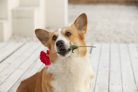 Foto de Retrato de perro corgi galés con flor de rosa - Imagen libre de derechos
