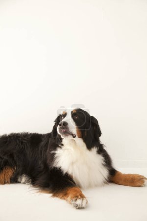 Téléchargez les photos : Portrait en gros plan du chien de montagne bernois mignon - en image libre de droit