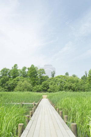 Photo for Wooden bridge in countryside with green grass - Royalty Free Image