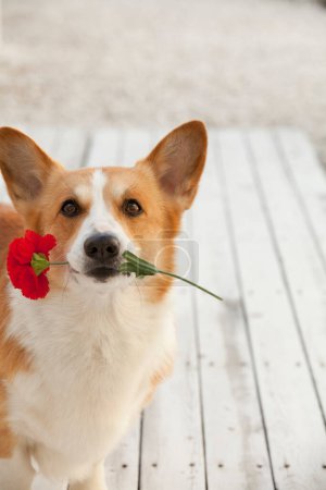 Téléchargez les photos : Portrait de chien corgi gallois avec fleur rose - en image libre de droit