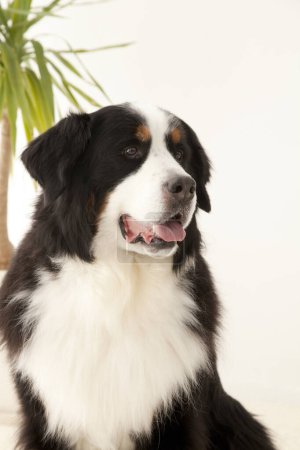 Foto de Primer plano retrato de lindo perro de montaña bernés - Imagen libre de derechos