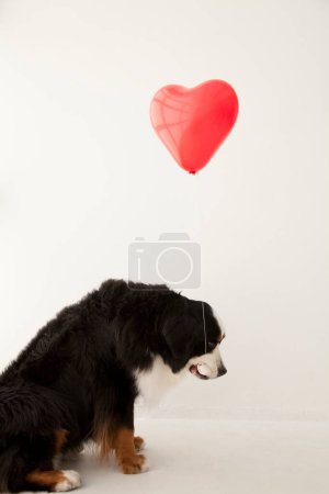 Photo for Close up portrait of cute Bernese Mountain Dog with red heart shaped balloon - Royalty Free Image