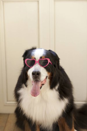Photo for Close up portrait of cute Bernese Mountain Dog with heart shaped sunglasses - Royalty Free Image