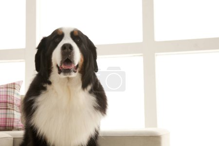 Foto de Primer plano retrato de lindo perro de montaña bernés - Imagen libre de derechos