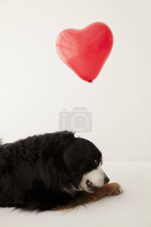 Foto de Primer plano retrato de lindo perro de montaña bernés con globo en forma de corazón rojo - Imagen libre de derechos