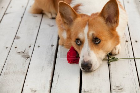Photo for Portrait of welsh corgi dog with rose flower - Royalty Free Image
