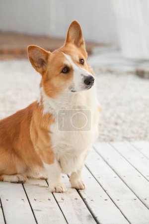 portrait of welsh corgi dog on wooden floor