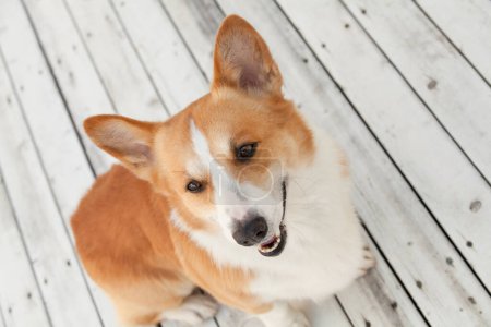 Téléchargez les photos : Portrait de chien corgi gallois sur sol en bois - en image libre de droit