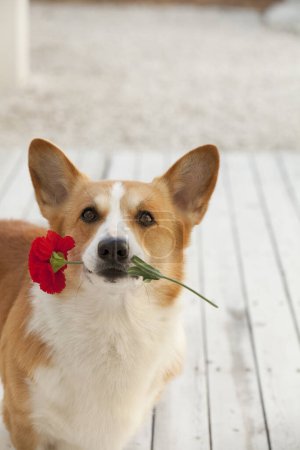 Téléchargez les photos : Portrait de chien corgi gallois avec fleur rose - en image libre de droit