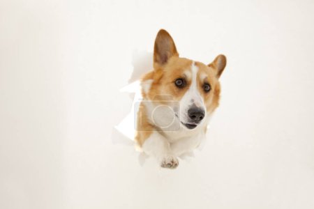 Téléchargez les photos : Mignon chien corgi regarder à travers le trou de papier - en image libre de droit
