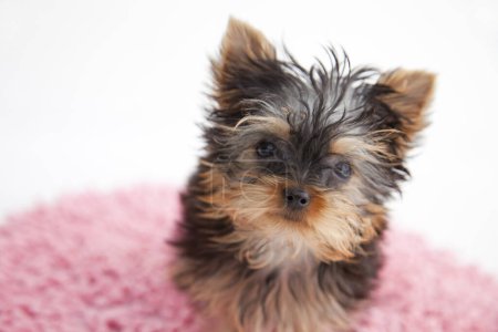 Photo for Close up view of Yorkshire Terrier puppy - Royalty Free Image