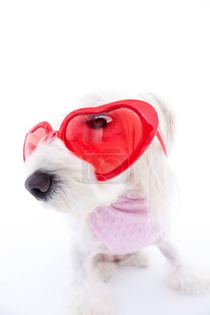 Téléchargez les photos : Gros plan beau chien en forme de coeur lunettes - en image libre de droit