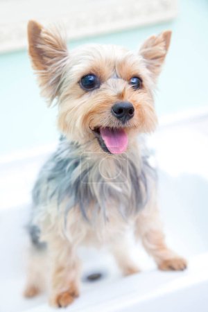 Téléchargez les photos : Mignon petit chien terrier yorkshire - en image libre de droit