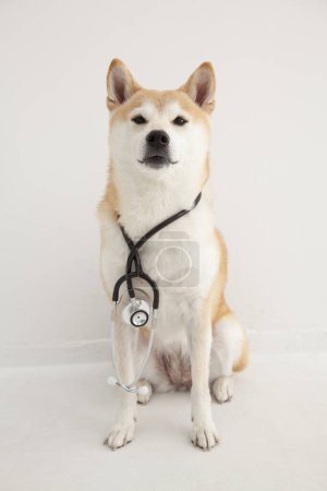 Photo for Shiba Inu dog with stethoscope on white background - Royalty Free Image