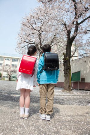 Téléchargez les photos : Vue arrière de jeunes élèves japonais du primaire à la recherche de fleurs de cerisier sur la cour de l'école - en image libre de droit