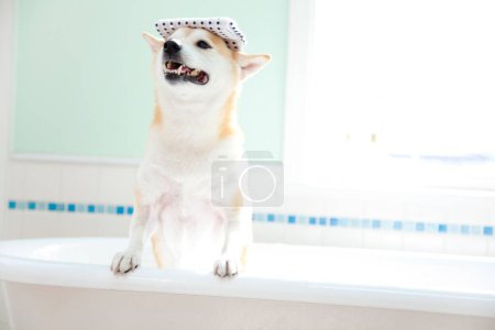 Téléchargez les photos : Mignon chien shiba inu dans une salle de bain - en image libre de droit