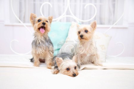 Téléchargez les photos : Mignon yorkshire terrier chiens sur le lit à la maison - en image libre de droit