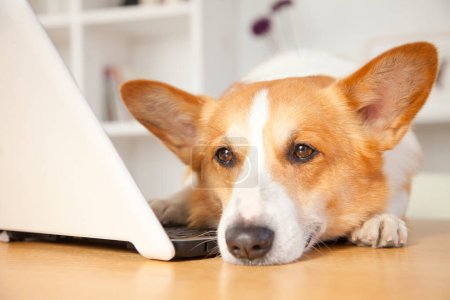 Téléchargez les photos : Mignon chien Corgi avec ordinateur portable à la maison - en image libre de droit