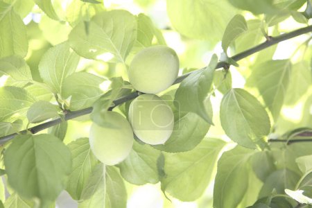 Téléchargez les photos : Vue rapprochée d'abricots verts sur un arbre dans le jardin - en image libre de droit