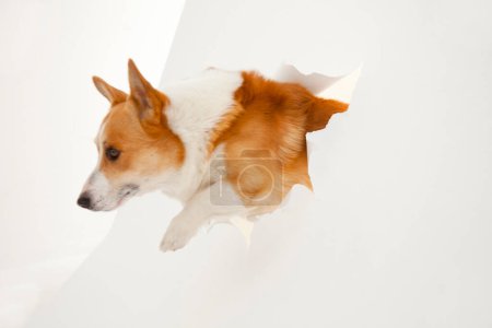 Photo for Cute corgi dog looking through paper hole - Royalty Free Image