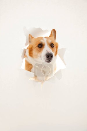 Foto de Lindo perro corgi mirando a través de agujero de papel - Imagen libre de derechos