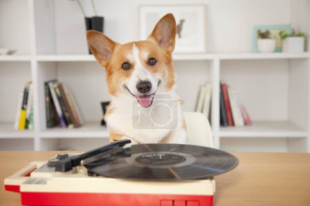 Photo for Corgi dog with vinyl record in the room - Royalty Free Image