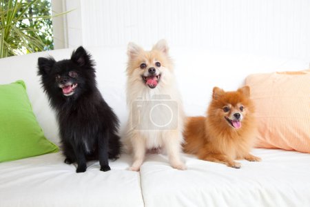 Photo for Three cute little pomeranian puppies on sofa - Royalty Free Image