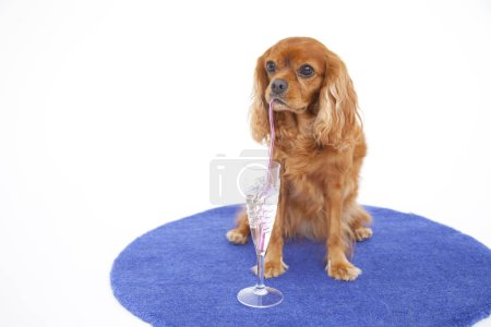 Portrait of English Cocker Spaniel isolated on white backgound 
